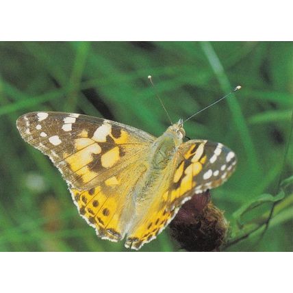 Vanessa Cardui Butterfly Butterflies Postcard