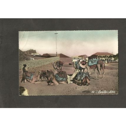 Postcard Aden Yemen Camels