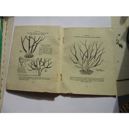 MR CUTHBERT'S GUIDE TO GROWING ROSES 1953 1st ed pocket book 32 pages =