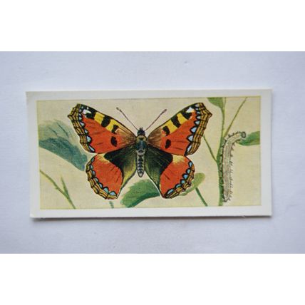 1958 Swettenham tea card Butterflies & Moths No. 7 Small Tortoiseshell