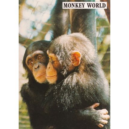 Cherri & Kay Rescued Chimpanzees From Spain Monkey World Postcard
