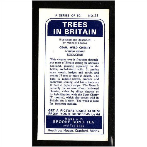 Brooke Bond Tea Card, Trees in Britain, no.21 Wild Cherry