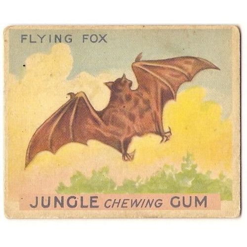 JUNGLE CHEWING GUM card # 25 FLYING FOX ( 1933 )