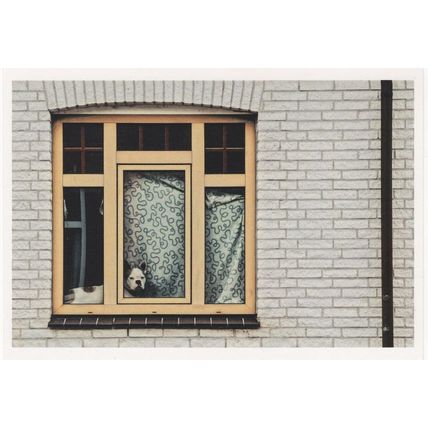 Aalborg Denmark Dog On House Window Danish Photo Award Postcard