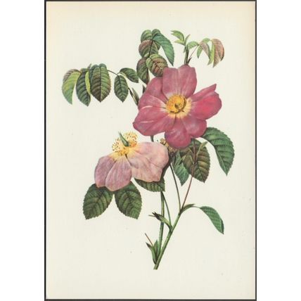 French Rose - Rosa Gallica, c.1960s - Fernand Hazan Postcard