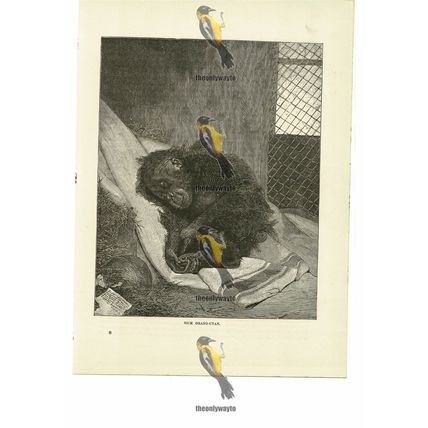 Sick Orang-Utan, Book Illustration (Print), 1884