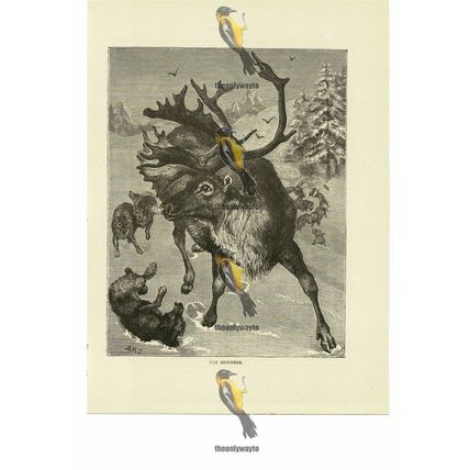 Reindeer, Book Illustration (Print), 1884