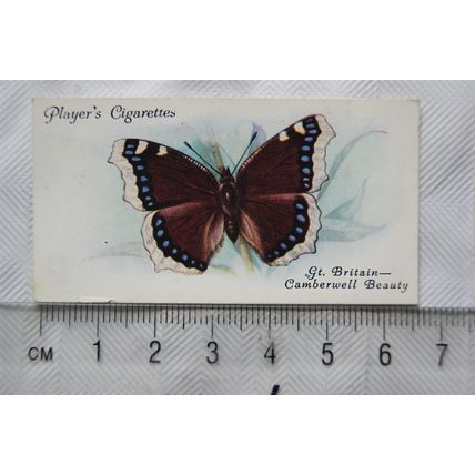 1932 John Player & Sons Butterflies No. 5 British, The Camberwell Beauty
