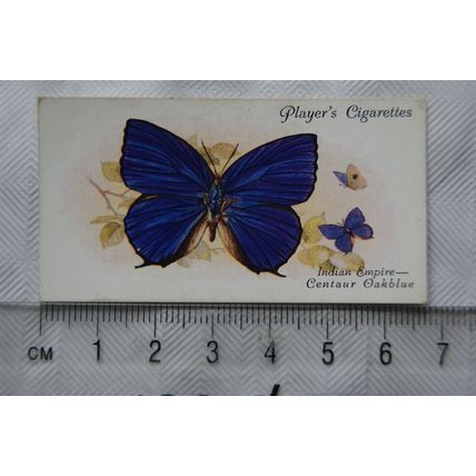 1932 John Player & Sons Butterflies No. 49 Indian Empire, The Centaur Oakblue