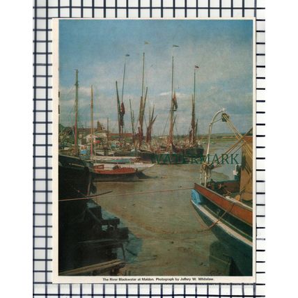 (107) The River Blackwater At Maldon Essex - 1970 Cutting / Print