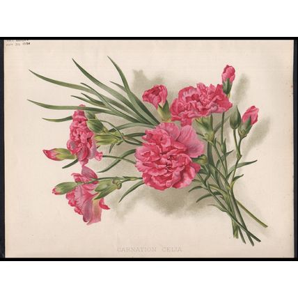 BORDER CARNATIONS 1894 Gertrude Hamilton - Guillaume Severeyns CHROMOLITHOGRAPH