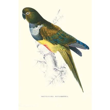 Patagonian Parakeet Macaw - Cyanoliseus Patagonus 12 x 18 Poster