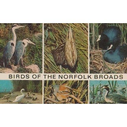 Norfolk Broads Bird Birds Of The Waters Heron Bearded Tit Mute Swans Postcard
