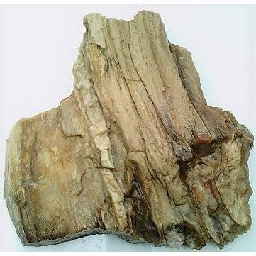 Petrified Wood 1 Natural Gemstone Slab Lapidary Cabbing Rough