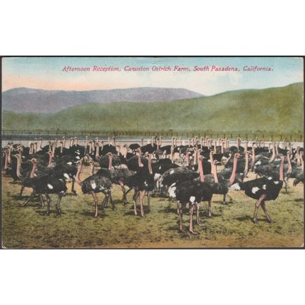 Cawston Ostrich Farm, South Pasadena, California, 1913 - Soovenir Postcard