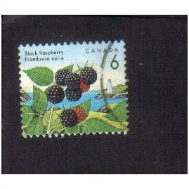 1991 canada black raspberry 6c f/u sg1464
