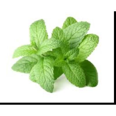 Peppermint, Sun's Eye Essential Oil, 1/2 Ounce Bottle
