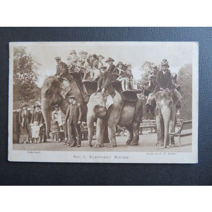 Elephant Riding, London Zoo Vintage Postcard