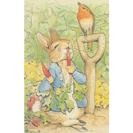The Tale Of Peter Rabbit Beatrix Potter Munching Radishes Postcard
