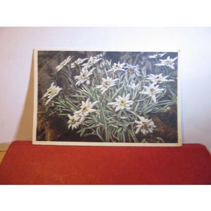 EDELWEISS flowers Swiss used postcard =