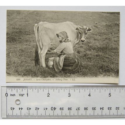 vintage postcard Jersey, Milking Time