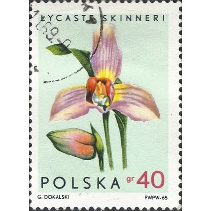 POLAND, FLOWER, Lycaste Skinneri, light green 1965, 40gr