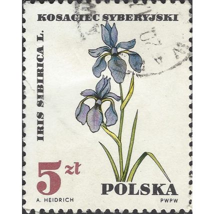 POLAND, FLOWER, Iris sibirica, white 1967, 5Zl