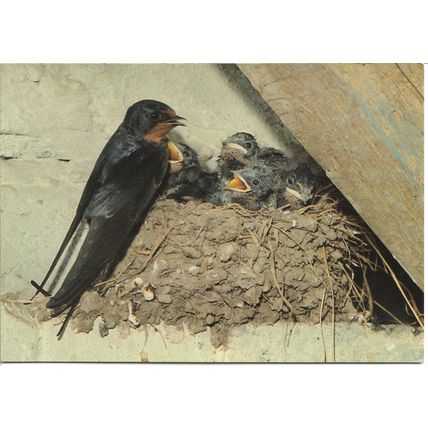 Swallow Bird Feeding Its Young - Jarrold Photographic Postcard