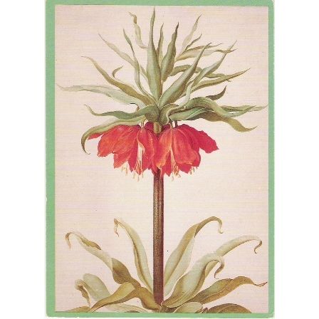 Henstenburgh, Herman - Crown Imperial - plant postcard
