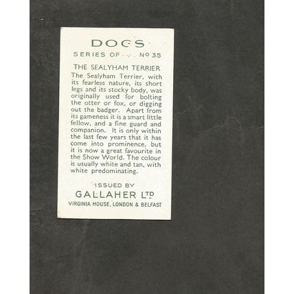 Cigarette Card Gallaher Dogs A series 1936 # 35 The Sealyham Terrier