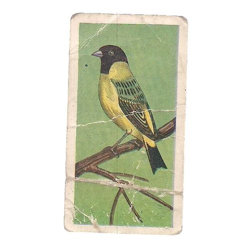 23 Noddys budgie & feathered friends Sweet Cigarette card,Como Confectionery #