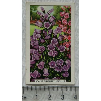 1938 Gallaher's Garden flowers No. 30 Canterbury Bells