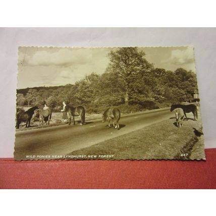 WILD PONIES, LYNDHURST Hants used postcard RP new forest horses 1958 pm =