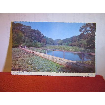 LILY PONDS, BOSHERSTON, Wales.. used postcard by Valentine 1968 pm =