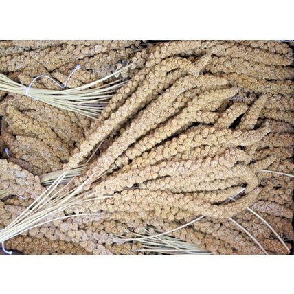 QUALITY BUSHY MILLETS SPRAYS IDEAL FOR CAGE, AVIARY & WILD BIRDS, GERBILS & MICE