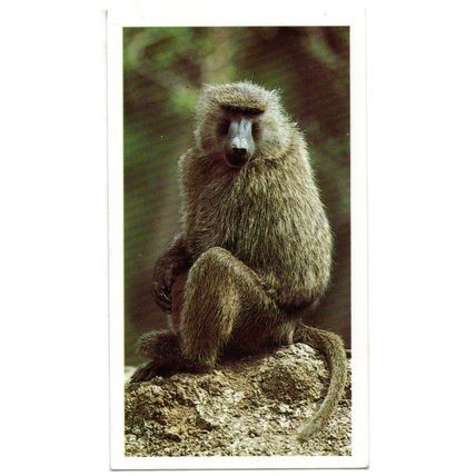 PLAYER'S GRANDEE CIGAR CARD AFRICAN WILDLIFE 1990 EXCELLENT No.29 OLIVE BABOON