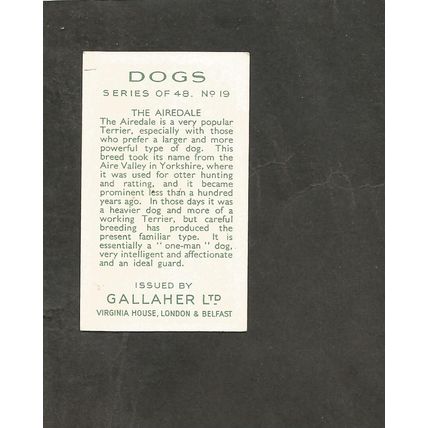 Cigarette Card Gallaher Dogs A series 1936 # 19 The Airdale