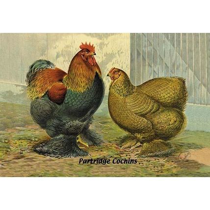 Partridge Cochins 20 x 30 Poster