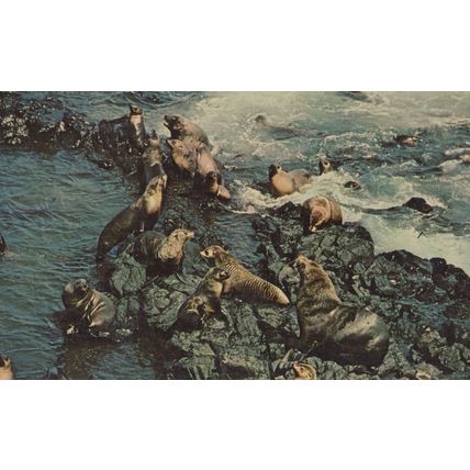 Seals On Philip Island Australia Vintage Postcard