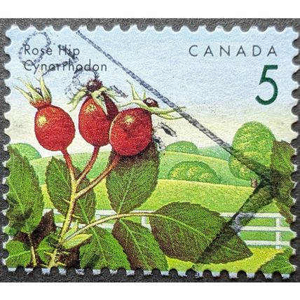 STAMP Canada SG1463 1991 5c Berries - Rosehip Used