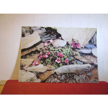 PURLPE SAXIFRAGE Austrian unused vintage postcard wild flowers