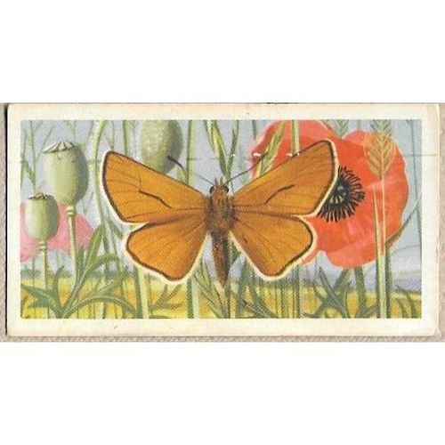 Brooke Bond Tea card BRITISH BUTTERFLIES no.47 Small Skipper