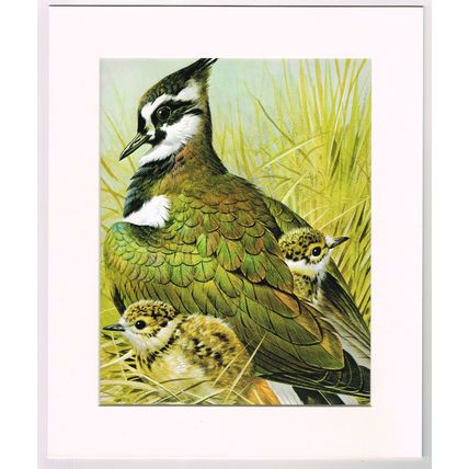 Lapwing Mounted Bird Picture Print White Mount 10 inch x 12 inch