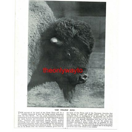 American Great Bison, (Water Buffalo, Reverse), Book Illustration (Print), c1895