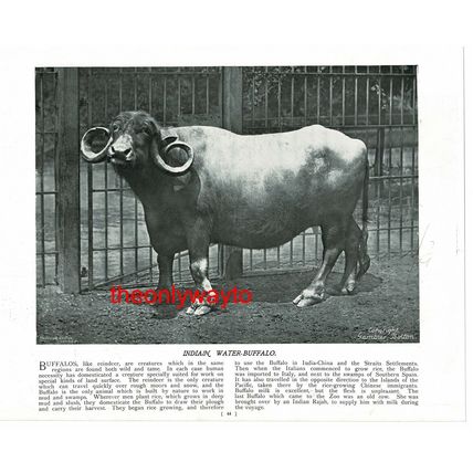 American Great Bison, (Water Buffalo, Reverse), Book Illustration (Print), c1895