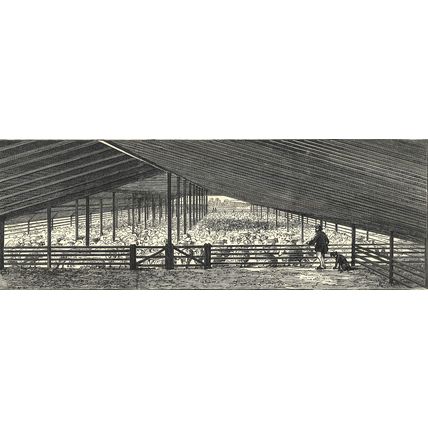 SCENES AT AN AUSTRALIAN SHEEP STATION - COLLAROY NEW SOUTH WALES 1872 ENGRAVING