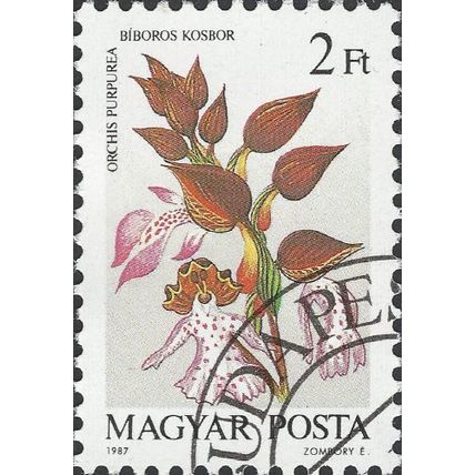 HUNGARY, FLOWER, Lady orchid, Orchis purpurea, white 1987, 2Ft, #3