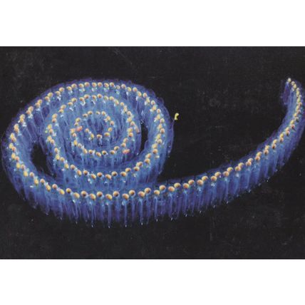 Snail Made Of Glowing People Procession Award Photo Postcard