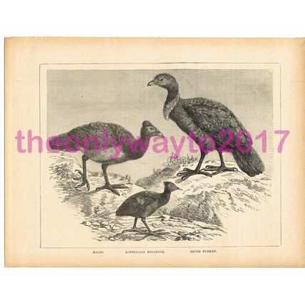 Maleo, Australian Medapode, Turkey, Victorian Natural History Illustration, 1896