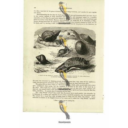 Sea Snails, x 5 Species, Book Illustration (Print), 1884